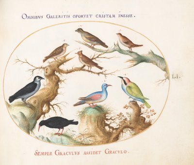 Planche 51 : Bec-croisé, Choucas, Guêpier et autres oiseaux - Joris Hoefnagel