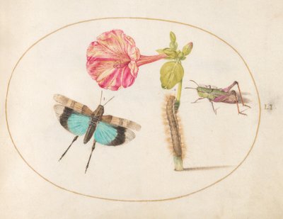 Planche 51 : Sauterelles et une chenille avec une fleur de belle-de-nuit - Joris Hoefnagel