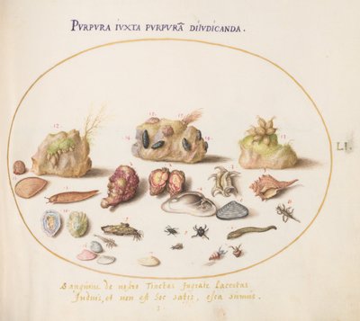 Planche 51: mollusques murex, coquillages, bernard-l