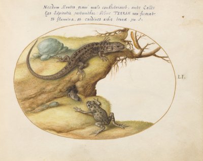 Planche 51 : Deux lézards, un crapaud ou une grenouille, et une chenille - Joris Hoefnagel