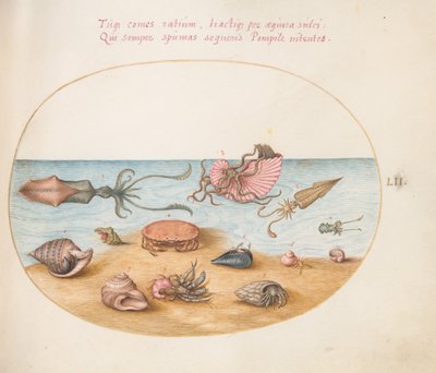 Planche 52 : Un argonaute, calmar, crabes ermites, coquillages et un crabe - Joris Hoefnagel