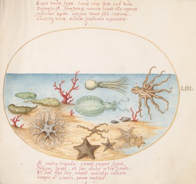 Planche 53 : Concombres de mer, Corail, Poulpe, Étoile de mer, Calmar et autres créatures marines - Joris Hoefnagel
