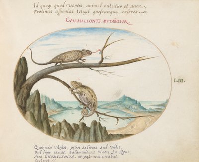 Planche 53 : Deux caméléons au-dessus de San Sebastián, Espagne - Joris Hoefnagel