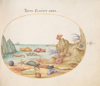Planche 54 : Concombres de mer, oursins, étoiles de mer, une ortie de mer, un "lièvre de mer" et autres vies marines - Joris Hoefnagel