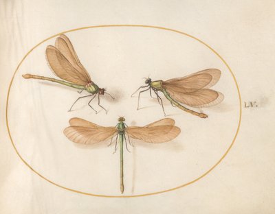 Planche 55 : Trois libellules vertes aux ailes brunes - Joris Hoefnagel