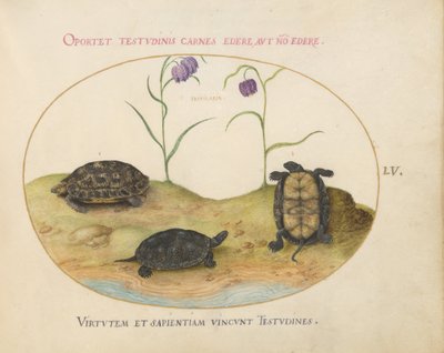 Planche 55 : Trois tortues et deux fritillaires - Joris Hoefnagel