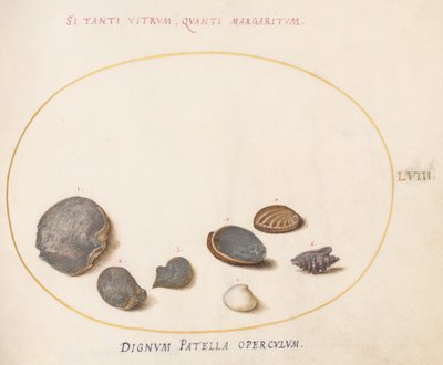 Planche 58 : Coquillages, y compris Abalone(?) - Joris Hoefnagel