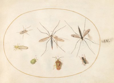 Planche 59 : Sept insectes, y compris une punaise de l