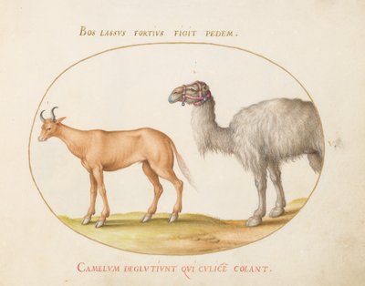 Planche 5 : Un bœuf et un chameau - Joris Hoefnagel