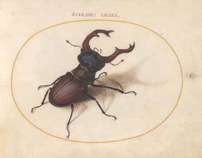 Planche 5 : Cerf-volant - Joris Hoefnagel