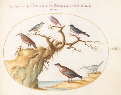 Planche 63 : Six petits oiseaux, dont une gorgebleue et un coucou (?) - Joris Hoefnagel