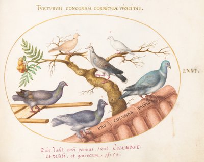 Planche 66 : Colombes et pigeons - Joris Hoefnagel