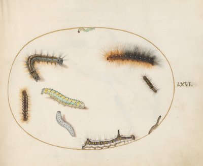 Planche 66 : Chenille de la Phalène du Chêne, Chenille du Chiffre, Chenille de la Dague Grise et autres chenilles - Joris Hoefnagel