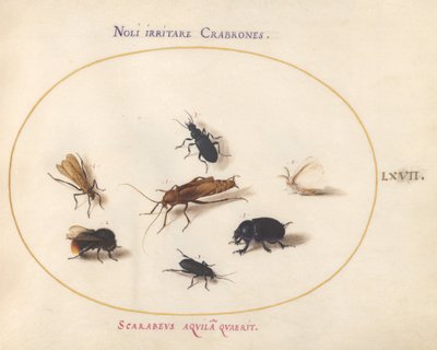 Planche 67 : Sept insectes, dont un papillon blanc et une abeille - Joris Hoefnagel