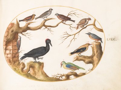 Planche 69 : Pic noir, Pic vert européen, Sittelle et autres oiseaux - Joris Hoefnagel