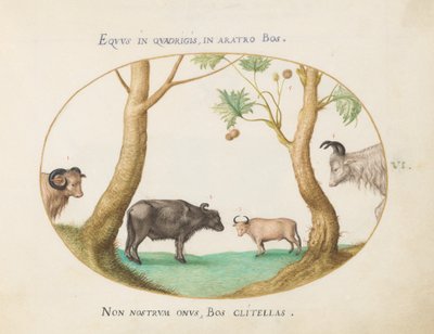 Planche 6 : Une variété de bœufs avec un bélier et un buffle d