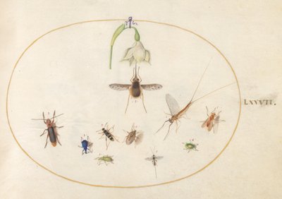 Planche 77 : bombyle ponctué avec une fleur blanche, une éphémère, un charançon bleu et d