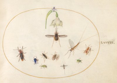 Planche 77 : Sphinx colibri avec une fleur blanche, charançons bleus et verts, et autres insectes - Joris Hoefnagel