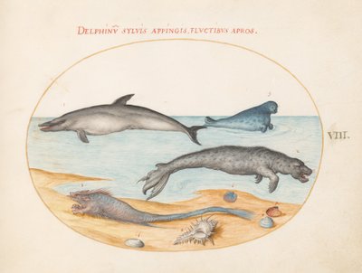 Planche 8 : Un dauphin, deux phoques, un Brethmechin et des coquillages - Joris Hoefnagel