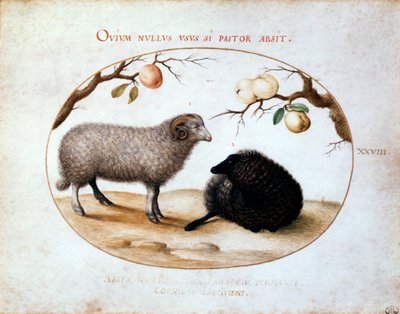Bélier, mouton noir et deux branches de pommier, 16ème siècle - Joris Hoefnagel