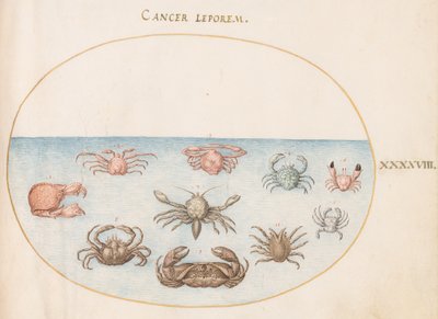 Crustacé, vers 1575-80 - Joris Hoefnagel