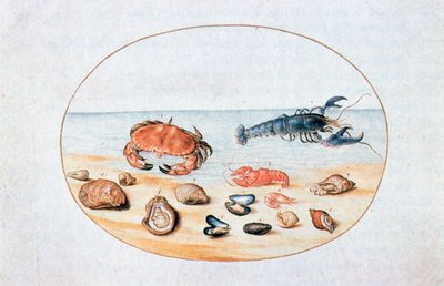 Coquillages et crustacés, 16ème siècle - Joris Hoefnagel