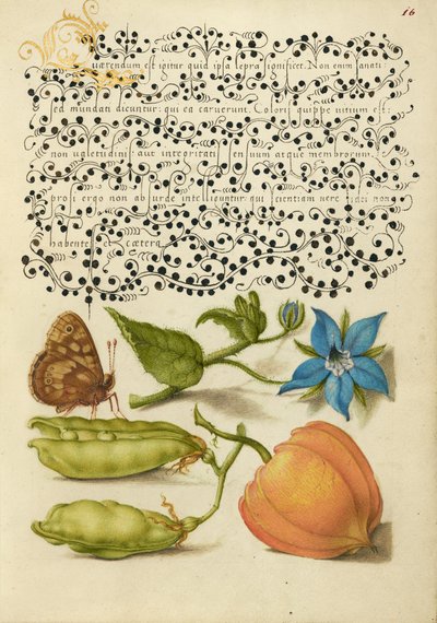 Bois moucheté, talève, pois d