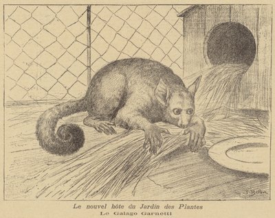 Galago de Garnett, nouveau résident du Jardin des Plantes - Jose Belon