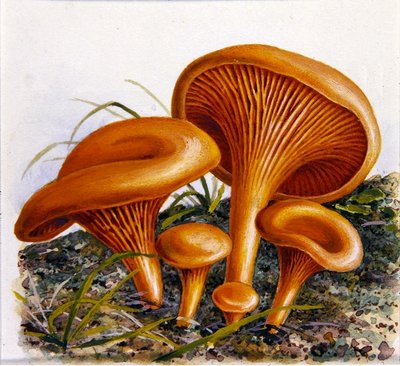 Étude de champignons - Josef Fleischmann