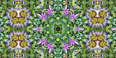 Créatures : Fourmis dans le champ de fleurs de la passion - Josef Johann Michel