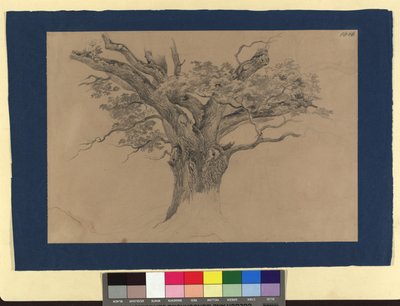 Étude sur les arbres - Josef Kriehuber