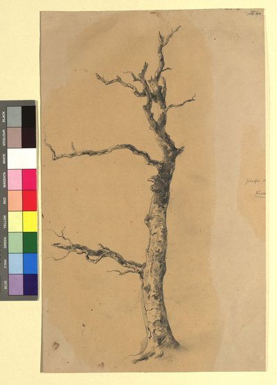 Studie eines kahlen Baumes - Josef Kriehuber