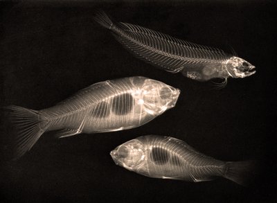 Étude radiographique de deux poissons rouges et d