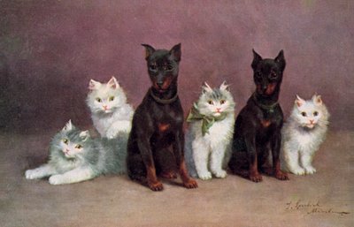 Carte postale de chat - Josef Sperlich
