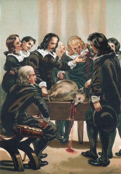 William Harvey démontrant la circulation du sang - Josep or Jose Planella Coromina