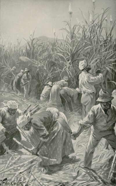 Noir au travail dans une plantation de canne à sucre en Jamaïque - Joseph (after) Finnemore