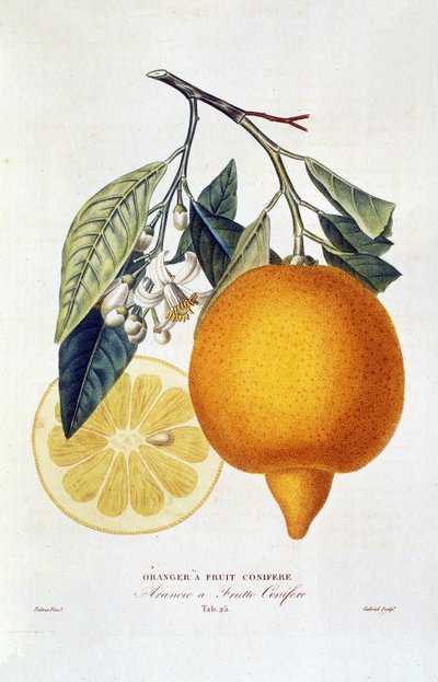 Agrumes : plante d