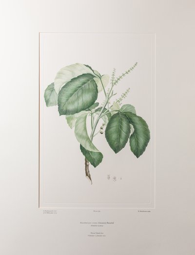 Allophyllus cobbe (Sapindaceae) - Planche 365, Florilège de Banks, vers 1771-84 - Joseph Banks
