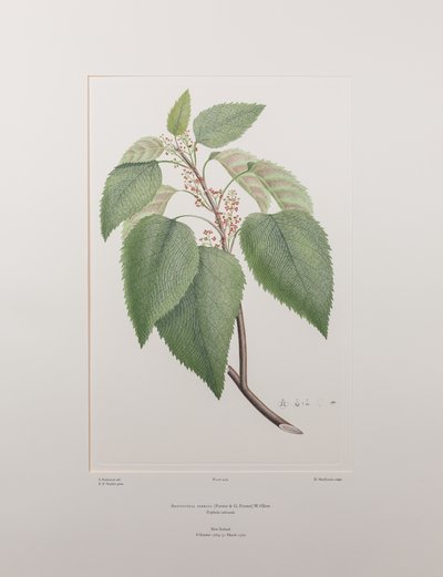 Aristotelia serrata (Elaeocarpaceae) - Planche 419, Florilège de Banks, vers 1771-84 - Joseph Banks