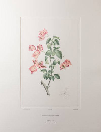 Bouganvillea spectabilis (Nyctaginaceae) - Planche 355, Florilège de Banks, vers 1771-84 (gravure sur cuivre sur papier) - Joseph Banks