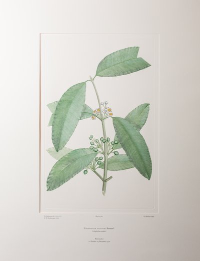 Calophyllum soulattri (Guttiferae) - Planche 362, Florilège de Banks, vers 1771-84 (gravure sur cuivre sur papier) - Joseph Banks