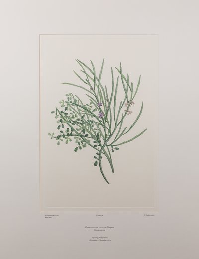 Carmichaelia solandri (Leguminosae) - Planche 429, Florilège de Banks, vers 1771-84 - Joseph Banks