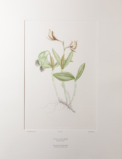 Cattleya forbesii (Orchidaceae) - Planche 358, Florilège de Banks, c.1771-84 - Joseph Banks