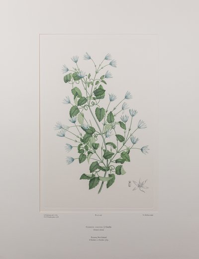 Clematis forsteri (Ranunculaceae) - Planche 402, Florilège de Banks, c.1771-84 (gravure sur cuivre sur papier) - Joseph Banks