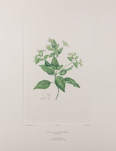 Dicliptera bracteata (Acanthaceae) - Planche 636, Florilège de Banks, c.1771-84 - Joseph Banks