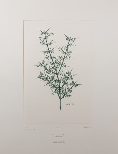 Discaria toumatou (Rhamnaceae) - Planche 426, Banks
