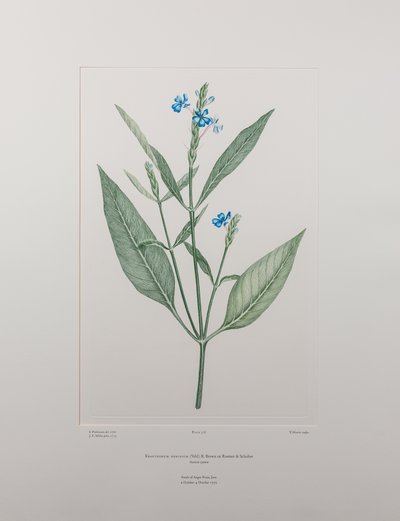 Eranthemum nervosa (Acanthaceae) - Planche 378, Florilège de Banks, c.1771-84 (gravure sur cuivre sur papier) - Joseph Banks