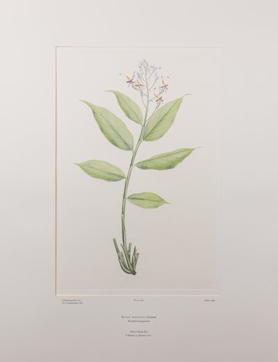 Globba marantina (Zingiberaceae) - Planche 390, Florilège de Banks, c.1771-84 (gravure sur cuivre sur papier) - Joseph Banks