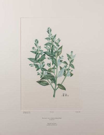 Haloragis erecta (Haloragidaceae) - Planche 439, Florilège de Banks, c.1771-84 (gravure sur cuivre sur papier) - Joseph Banks