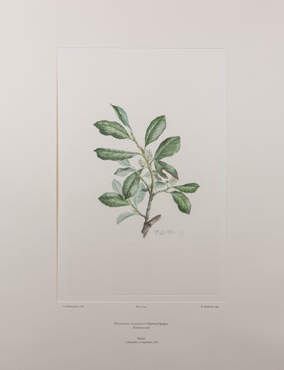 Heberdenia bahamensis (Myrsinaceae) - Planche 395, Florilège de Banks, c.1771-84 (gravure sur cuivre sur papier) - Joseph Banks